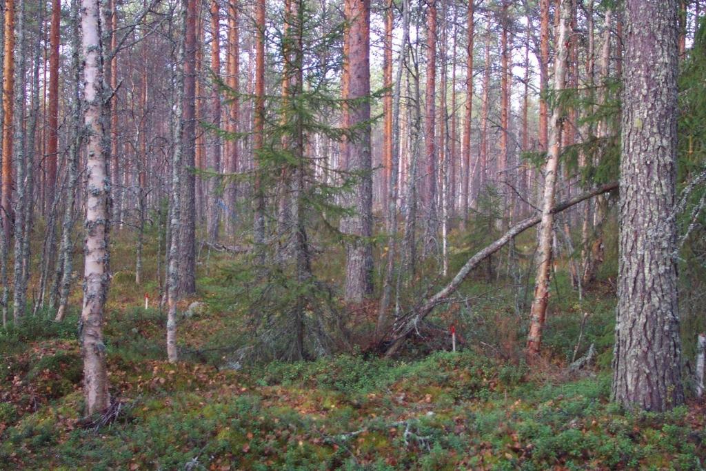 Vaala Varpusuo