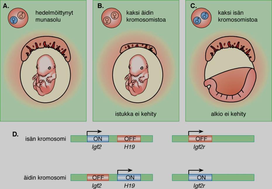 Yksilön kehitykseen tarvitaan kromosomeja sekä isältä että äidiltä Paternaalinen kromosomi ilmentää insuliinin kaltaista kasvutekijä 2:ta (Igf2) mutta ei sen