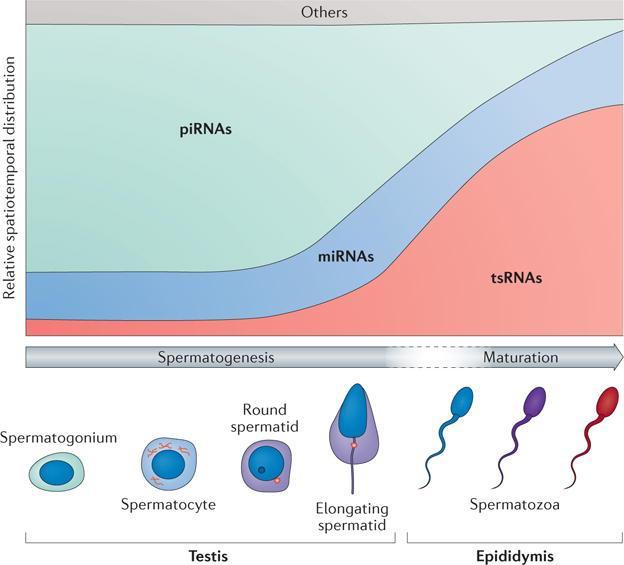 Epigeneettisen informaation periytyminen RNA-molekyylien välityksellä Esim.