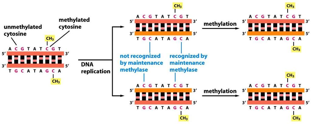 Ylläpitometylaasit kopioivat CG-parien sytosiinin metylaation replikaation jälkeen uuteen juosteeseen CG-pari on palindromi