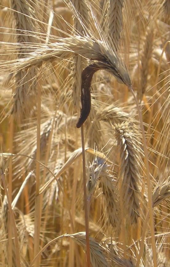 Torajyvä (Claviceps purpurea) Kotelosienet Kotelopullot Isäntäkasvit Ensisijaisesti ruis, toisinaan ohrassa Yli 400 isäntäkasvia Hyvin yleinen piennaralueiden heinissä Levinneisyys, yleisyys,