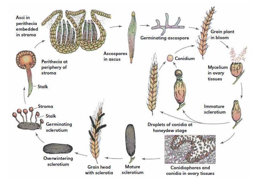 Disease cycle of ergot of small grain cereals and grasses (Reprinted from Plant Pathology, by