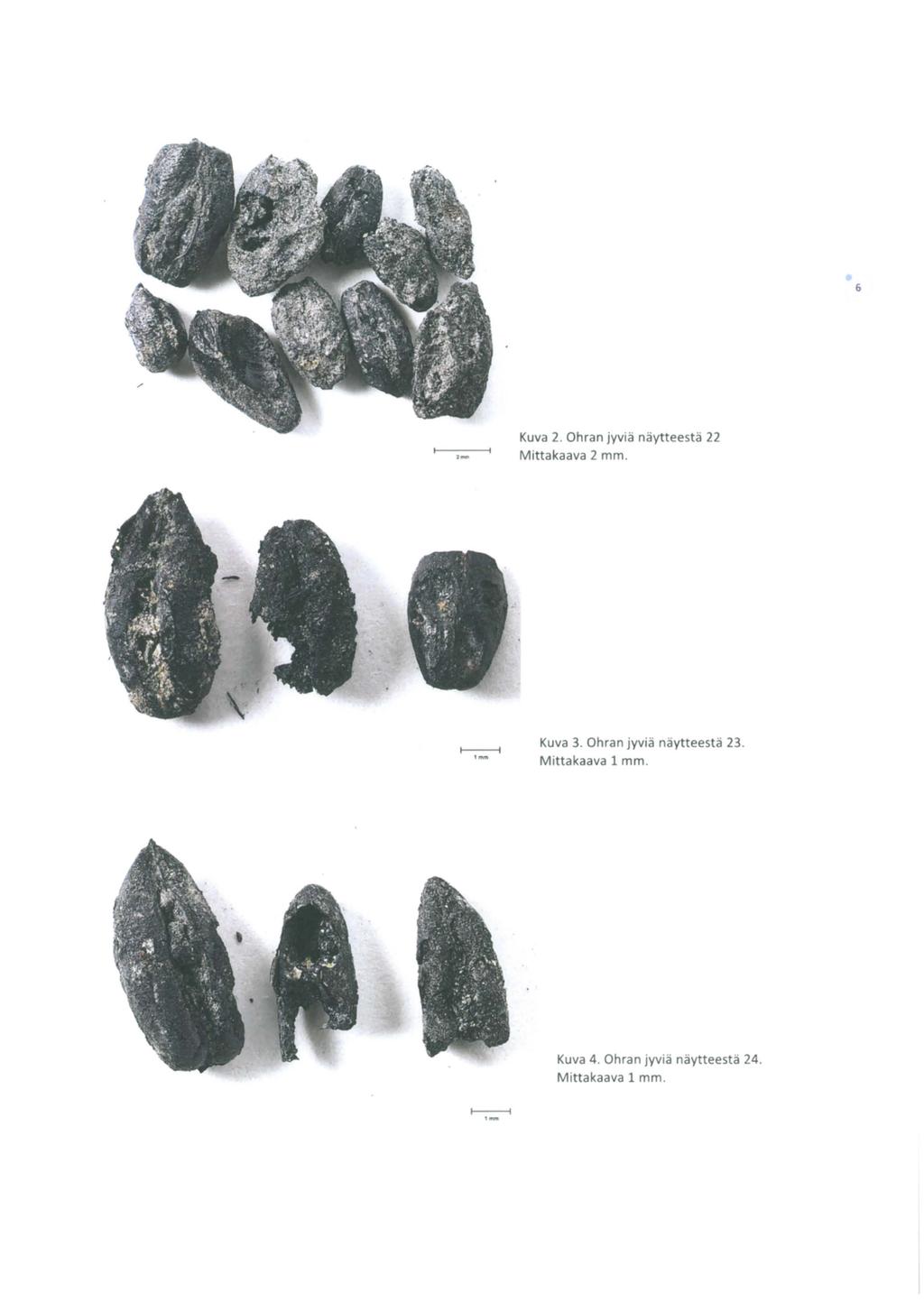 6 Kuva 2. Ohran jyviä näytteestä 22,_ Mittakaava 2 mm.. Kuva 3.