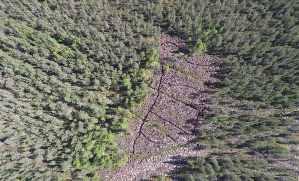 Metsähakkuun yhteydessä tehty ojitus huomattiin