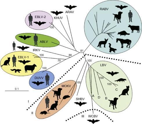 For each lyssavirus species, animals found naturally infected are silhouetted at branch termini.