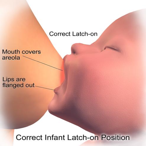 14 (49) KUVA 3. Vauvan hyvä imuote rinnasta (Blausen.com staff, 2014) Hyvän imuotteen takaamiseksi vauvan tulisi antaa tyydyttää imemistarpeensa äidin rintaa imien.
