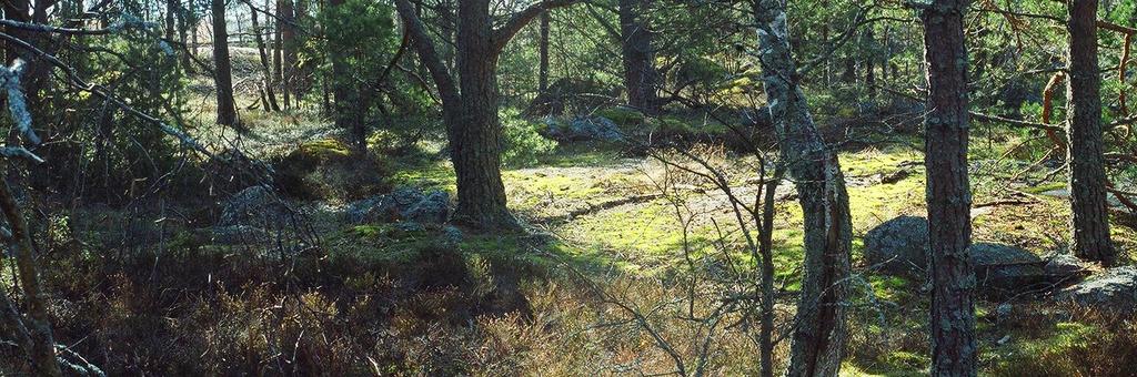 Mäntyjen ohella kasvaa muutamia koivuja ja harmaa- sekä terveleppää sekä katajaa. Kuva 1.