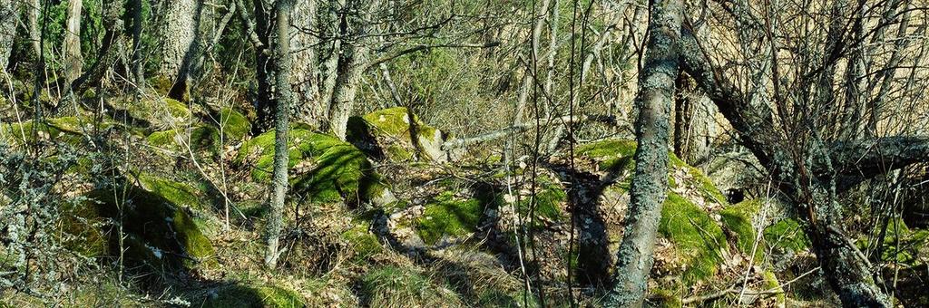 Itäisemmän kallioalueen lähelle rakennettu tie muodostaa alueen ainoan varsinaisen vaurioalueen.