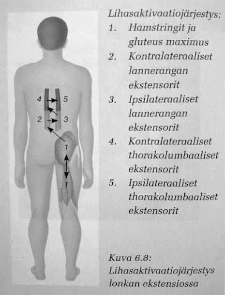 30 Kuvio 11. Lihasaktivaatiojärjestys lonkan ojennuksessa (Clayton 2017).