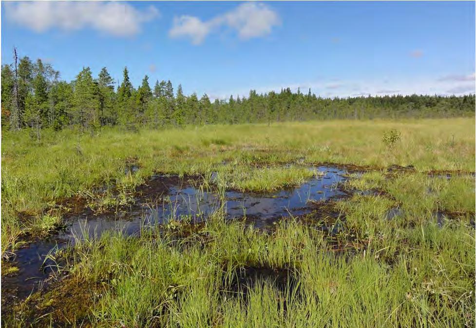 64 (88) Raahen itäiset tuulivoimapuistot FCG SUUNNITTELU JA TEKNIIKKA OY Lintudirektiivin liitteessä I mainitsemattomat säännöllisesti esiintyvät muuttolinnut Natura-alue on suojeltu EU:n