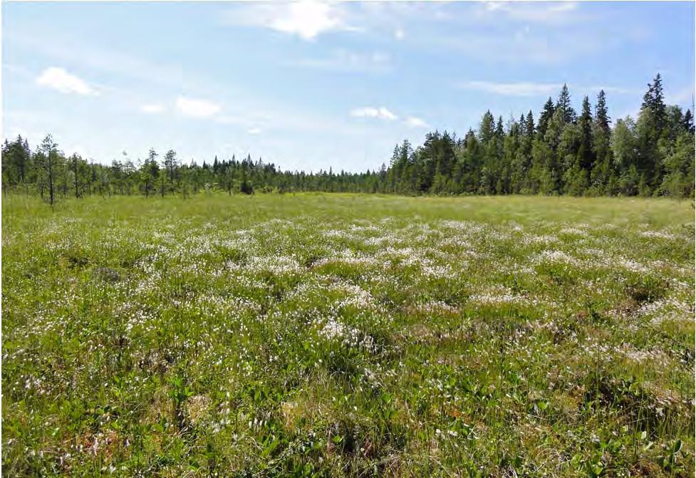 66 (88) Raahen itäiset tuulivoimapuistot FCG SUUNNITTELU JA TEKNIIKKA OY (Dactylorhiza incarnata ssp. incarnata), lettovilla (Eriophorum latifolium) ja liereäsara (Carex diandra).