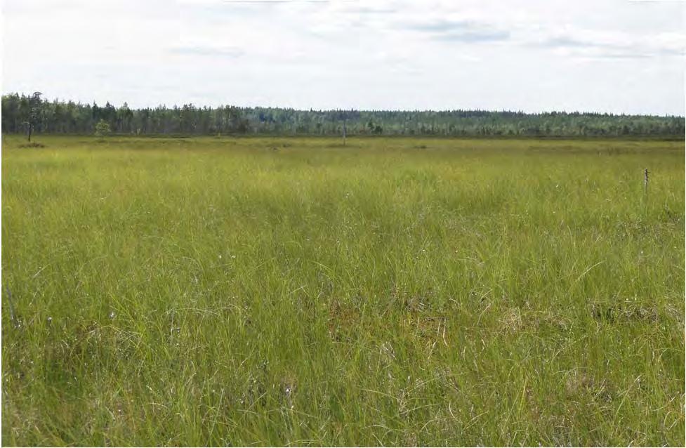 Aapasuon valuma-alue on yleensä varsinaista suoallasta huomattavasti laajempi (Airaksinen & Karttunen 2001).