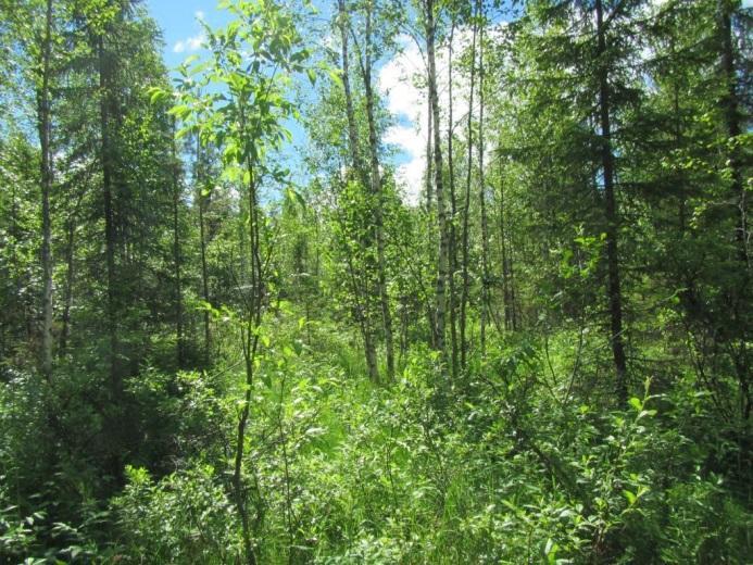 Koska vesiputki kaivetaan maahan, joudutaan luontotyypille ominainen kasvillisuus poistamaan maantien reunalta noin 10 metriä leveältä kaistaleelta.