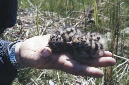 Yhteystietoja Oulujoen - Iijoen vesienhoitoalueella: P ohjois-pohjanmaan ympäristökeskus Isokatu 9, 90100 Oulu K ainuun ympäristökeskus Kalliokatu 4, 87100 Kajaani L apin ympäristökeskus Hallituskatu