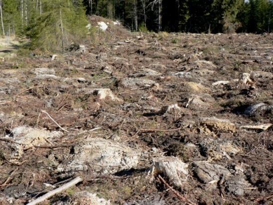 Laatu ja laadunhallinta Muokkaustavan valinta Mätästetyillä aloilla ylivoimaisesti parhaat uudistamistulokset ja pienin epäonnistumisen riski.