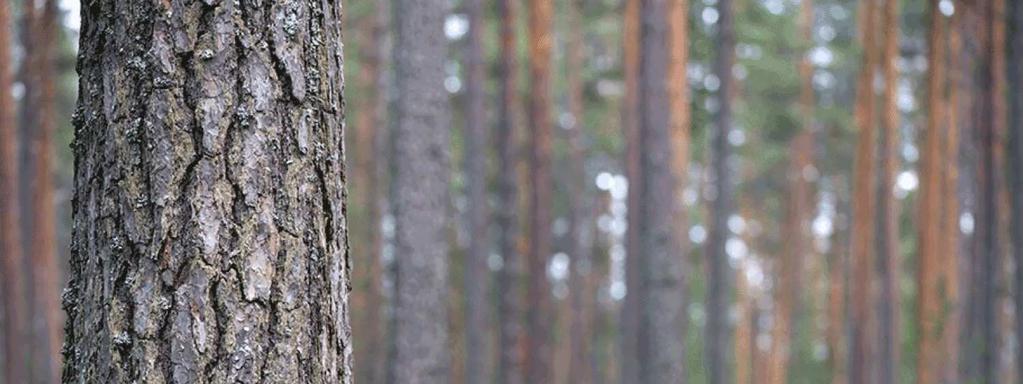 Eri näkökulmia ja tavoitteita Metsätalous säilyy kannattavana sukupolvenvaihdoksen jälkeenkin Tila säilyy