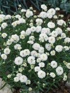 FX Noblessa Valkoiset kukat, korkeus 30 cm 6500004 500 s 5,20 Achillea ptarmica Noblessa CAMPANULA carpatica Karpaattienkello Mv.