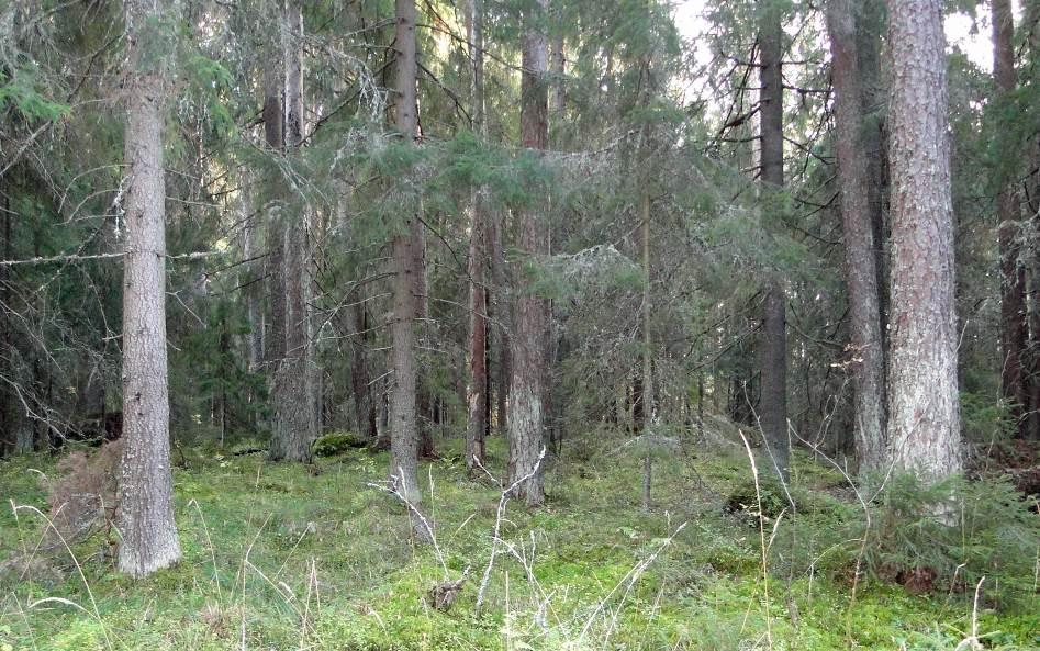 yläjuoksulla se kohtaa Vanhansahankosken. Näkymä Kyläjärvelle. 4.3.2.