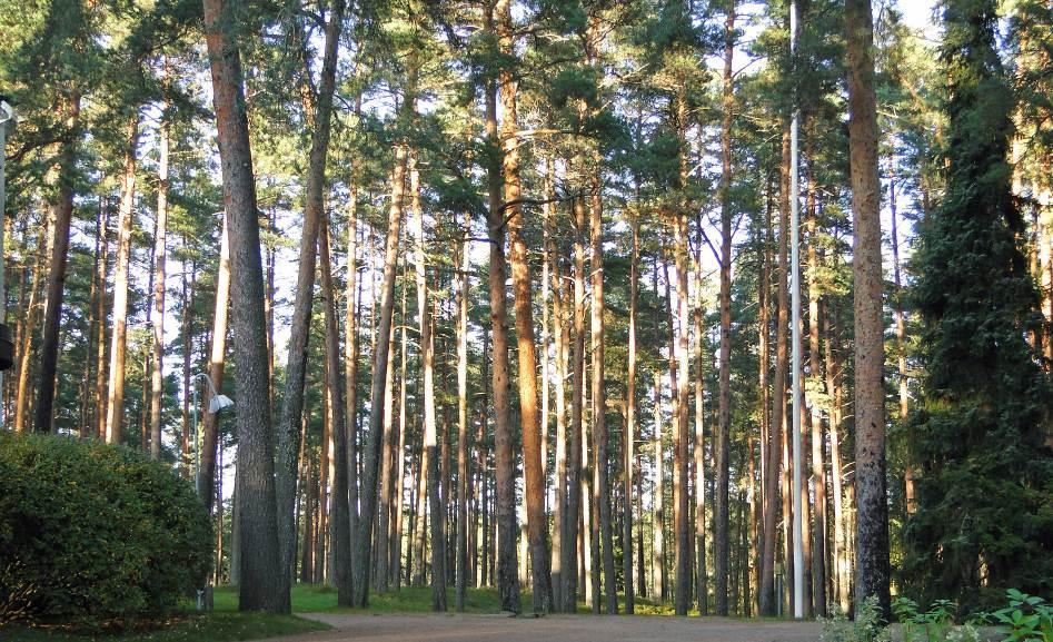 18 4.5. Metsätyypit ja merkittävät puuryhmät 4.5.1 Metsätyypit Analyysialueen metsät ovat luonnontilaltaan kohtalaisia tai hyviä.