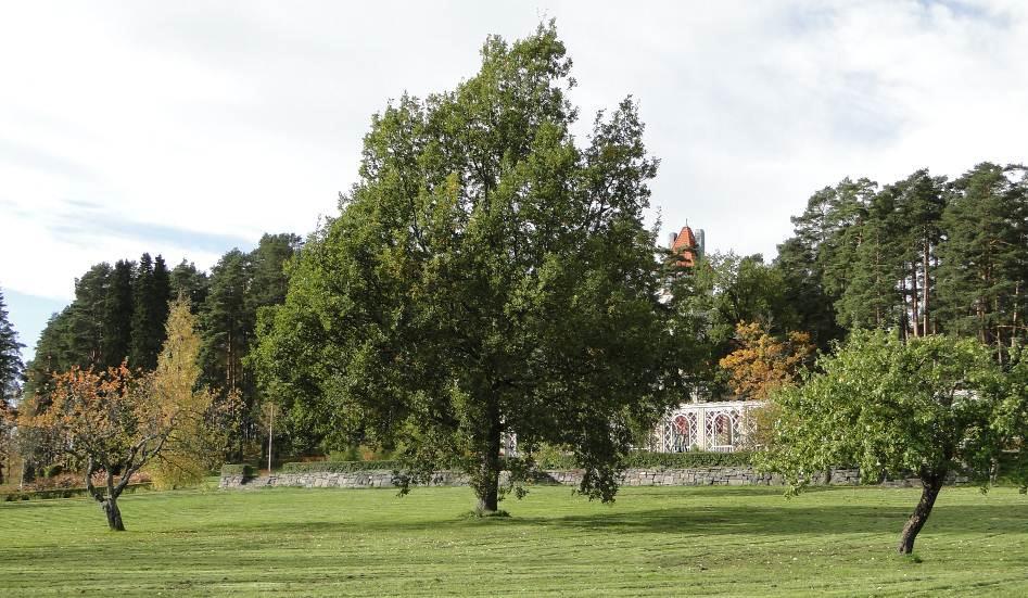 Alueen puustossa merkittävää on kookkaiden mäntyjen runsaslukuisuus. (Jari Kärkkäinen) Alueen männikköä. 4.5.