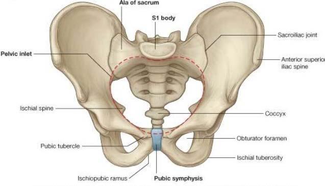 2 NAISEN LANTIONPOHJAN ANATOMIA JA FYSIOLOGIA 2.1 Lantion luinen rakenne Lantionpohjan lihakset kiinnittyvät lantion luisiin rakenteisiin.