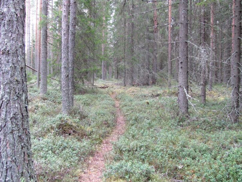 Varttuneen metsän kuvio, jossa valtapuuna mänty ja kuusi. Pohjalla vallitsee kuivahkon (VT) ja tuore kangas (MT).