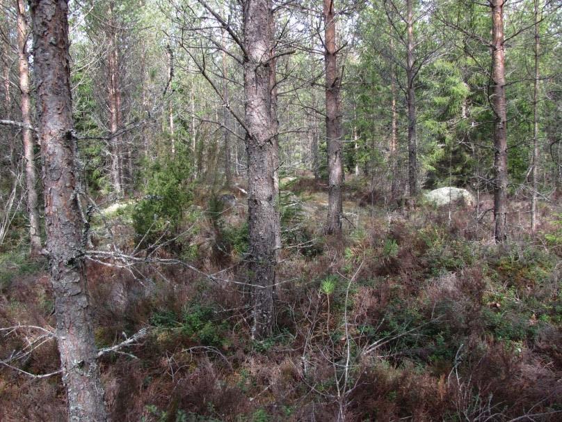 Pohjalla vallitsevat metsäkerrossammal ja korpirahkasammal. Ei luontoarvoja. Kuva 7. Kuvio 6. Kuvio 7. Varttunutta mäntytaimikkoa/nuorta kasvatusmetsää, jossa valtapituus noin 8-12 metriä.