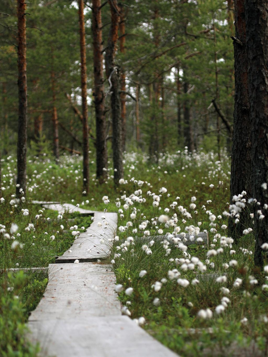 Nokian luonto Suomen luonnonsuojeluliiton Nokian yhdistys ry