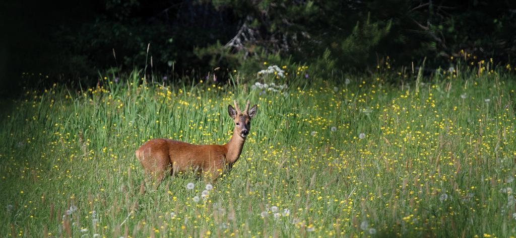 Tämän nimenomaisen hakkuun kohteena oli upea vanha metsä, jossa oli hienot luontoarvot. Valtio olisi ostanut sen mieluusti suojelualueeksi, koska sellaisia metsiä on enää vähän.