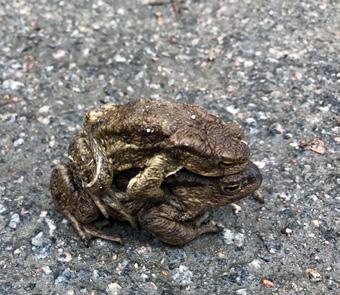 Tapahtuma sopii hyvin lapsiperheille ja lintuharrastuksen alkutaipaleella oleville. Yhteyshenkilönä Anne Viitalaakso.