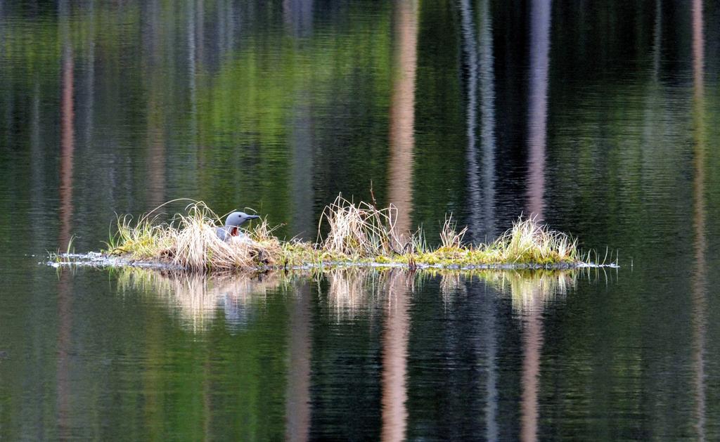 Siinä apuja, kun Pekka Rintamäki rakentaa kaakkureille tekosaarekkeita. Tekosaarien rakentaminen auttaa kaakkurien pesimämenestystä ja poikasten selviämistä.