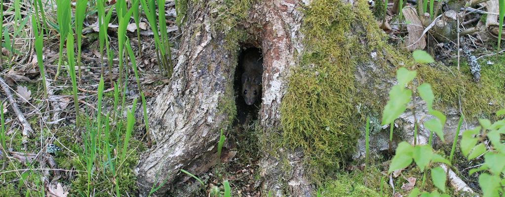 Metsä ja metsän eliöstö voivat sitä paremmin, mitä vähemmän ihminen hoitaa niitä. Metsä ei tarvitse ihmistä yhtään mihinkään, mutta ihminen tarvitsee metsää.