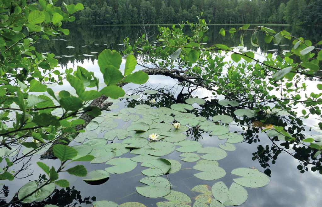 Suojeluesitys Siuron metsäkohteista, karttarajaukset: Juho Kytömäki linnustotutkimusta ja seurantaa jo 80 vuoden ajan.