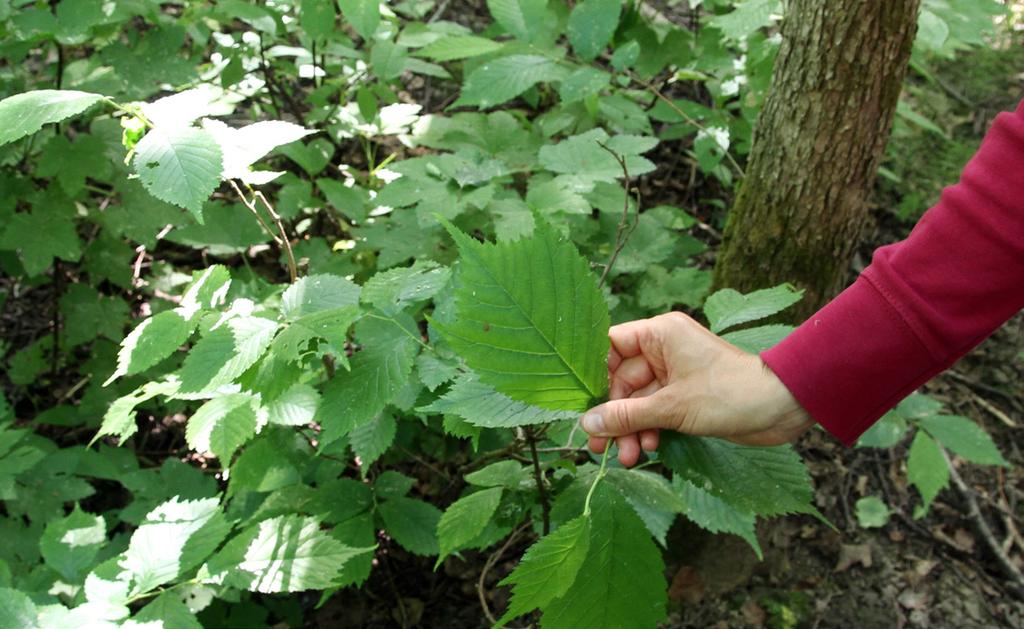 Pohjois-Dakotan Mustilla vuorilla on mineraaleja joiden rahallinen arvo on huomattava.