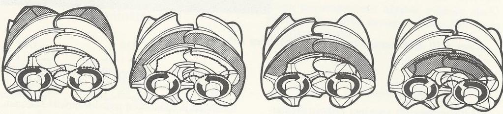 11 2.2.2 Ruuvikompressori Kuva 4 Puristuksen kulku ruuvikompressorissa (Airila ym. 1983, 30).