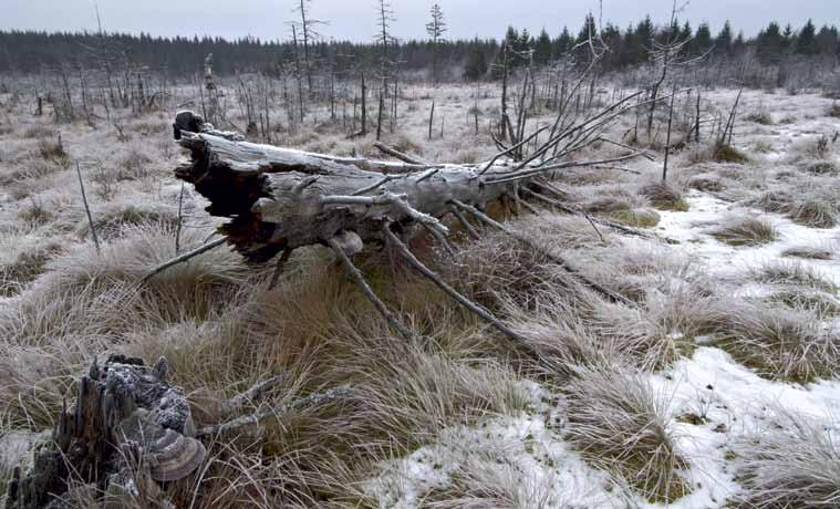Kameran valotusautomatiikka alivalottaa lumikuvat, joten valotusta pitää korjata runsaammaksi vähintään korjaussäädön arvolla +1. Puiden varjot ovat kuvan sommittelun perusta.