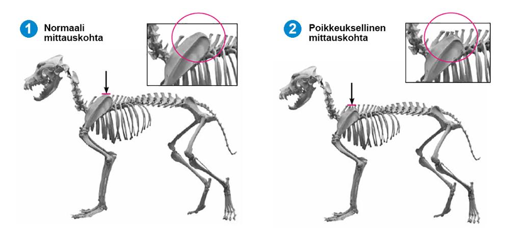 2 Mittausasento Koiran korkeus mitataan lapaluiden korkeimmasta kohdasta. Kuva 1.