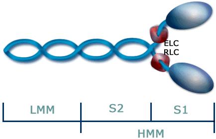 kutsutaan myös poikittaissillaksi (engl. cross-bridge). Myosiinimolekyylin rakenne 