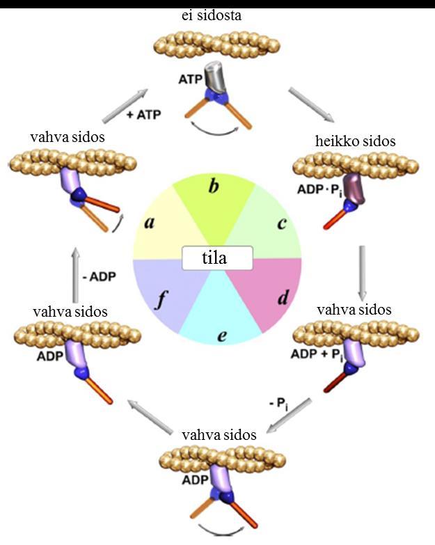 kalsiumkonsentraatio laskee, sitä nopeammin lihassyy pystyy rentoutumaan. (Enoka, 2008, ss. 210-212.