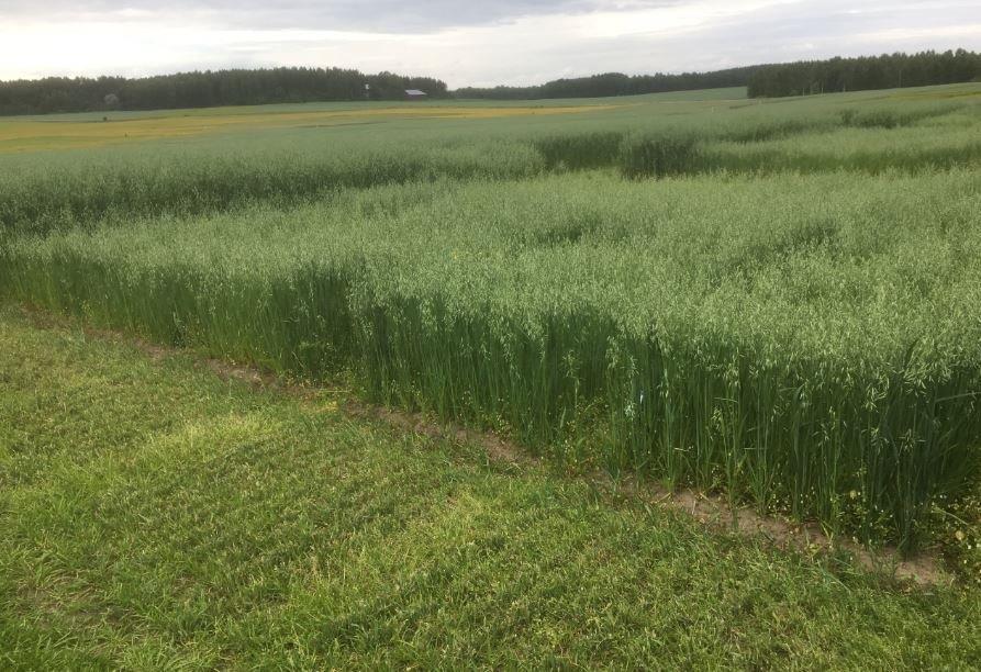 Kaura, lannoitettu Agralla ja mikrobeilla kesällä