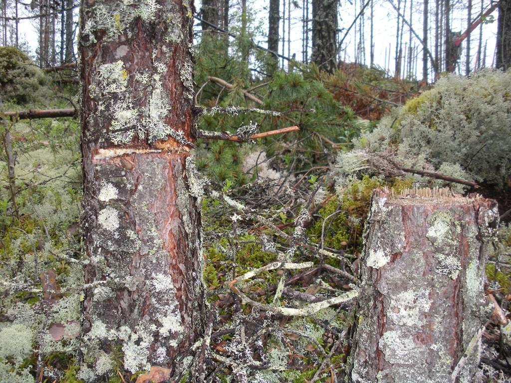 24 pitkiä kuoren rikkoneita viiltoja ei löytynyt yhtään. Syvävaurioista useimmat olivat syntyneet kun rungon vierestä oli poistettu toinen puu (kuva 2). Kuva 2.