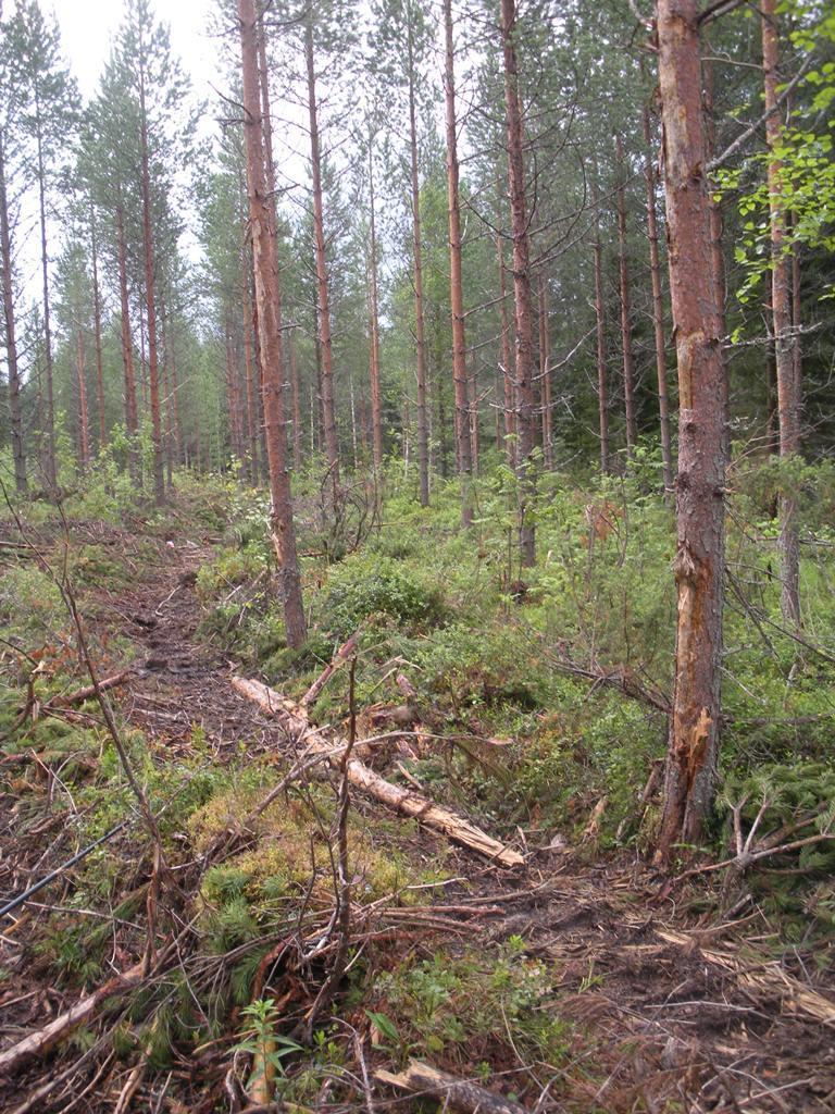 37 Ajouravälit olivat kohteilla tutkimuksen mukaan keskimäärin metsänhoitotavoitteiden mukaiset. Keskiarvona 20 metriä vastaa täsmälleen tavoitetta.