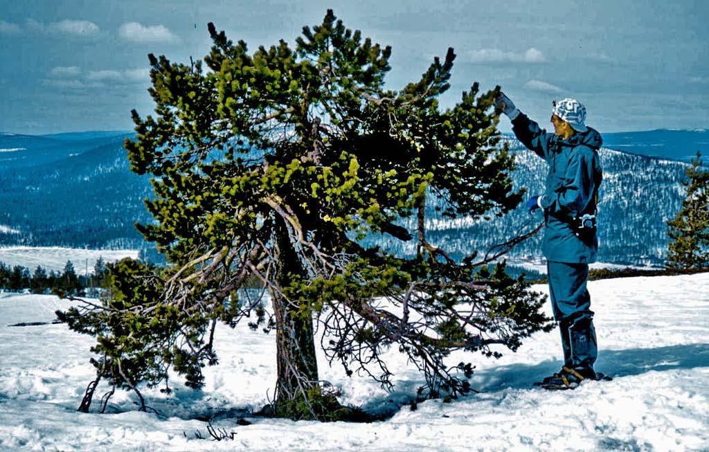 Mauri Timonen 250-vuotias metsänrajamänty Levin lakialueella toimittaja Pekka Maunon tutkittavana (2003) Lapin metsänrajamännyn kasvu riippuu voimakkaasti kesä-heinäkuun lämpötilasta.