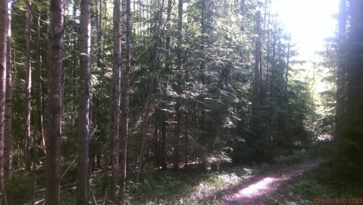 10 (16) asukkaiden toieita kuunnellen. Kojuäen ja Uudisaankadun äliseltä alueelta rennetaan koiikkoa (kuio 593). Puron arteen jätetään 10-30 leeä käsitteleätön suojayöhyke (kuio 572).