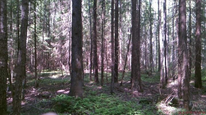 Pururadan arren ann yrskytuhoaukon ypäristöstä poistetaan huonokuntoiset puut (kuio 574). Kirjanpainajan leiäistä torjutaan poistaalla kirjanpainajan heikentäät kuuset (kuio 607).