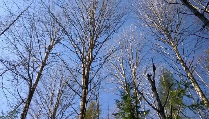 Tiheäksi kasanutta ännikköä ja kuusikkoa Leikkikentälle toiotaan eneän aloa ja koean aikon alla raiataan kuusen taiikkoa.