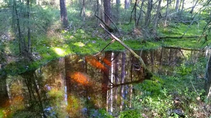 Mielakan äen päällystä on karua ana ännikköä, utta runsaspuustoiseat rinteet oat kuitenkin hyin