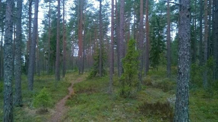 Lisäksi alueet oat paikoin hyin kuluneita runsaasta käytöstä.