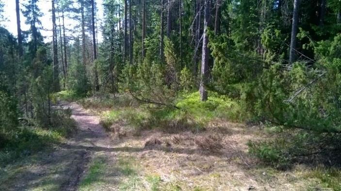 kasillisuus (alikasos) on ähäistä runsaasta puustosta johtuen.