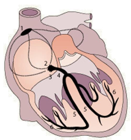17 KUVA 2. Sydämen johtoratajärjestelmä.